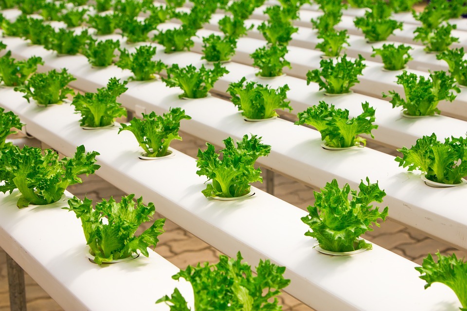 cucumbers growing in a hydroponic system