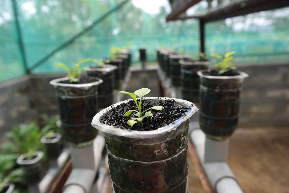 green plant sprouting in a transparent cup, plants lining up, white tubes, holding the plants