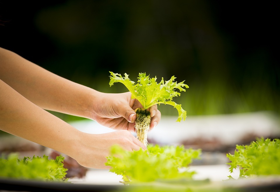 two hand holding a plant, green plants below, green blurred background