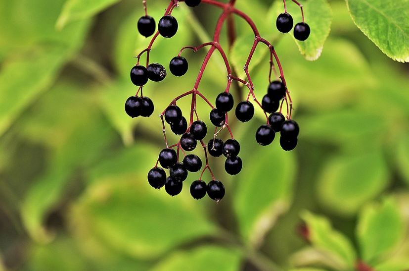 elderberries, branch, leaves