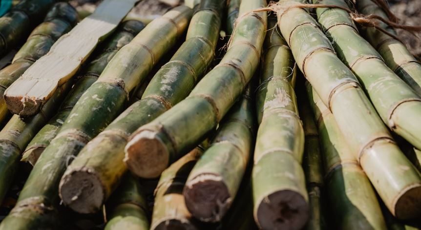 Cane Sugar